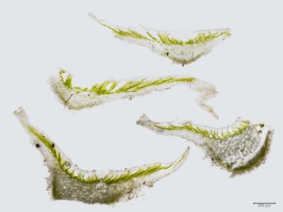 corsinia coriandrina thallus quer