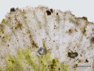 corsinia coriandrina thallusrand