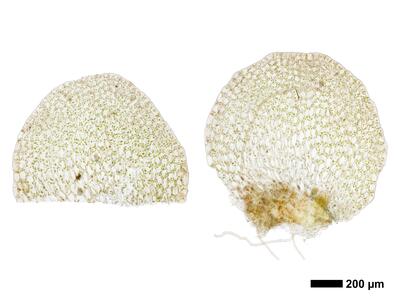 endogemma caespiticia 1 female bract