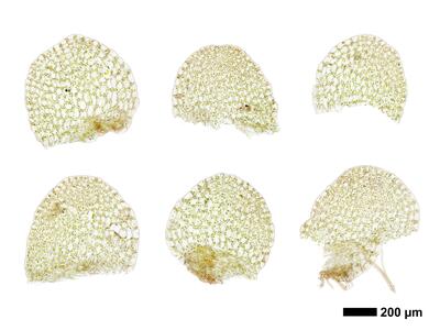 endogemma caespiticia 1 flankenblatt