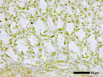 endogemma caespiticia 1 flankenblatt blattbasis