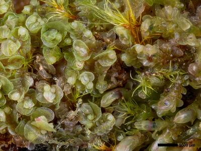 endogemma caespiticia 1 habitus