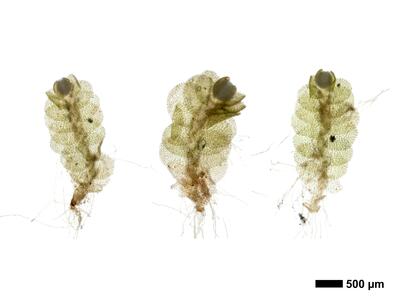 endogemma caespiticia 1 habitus oberseite