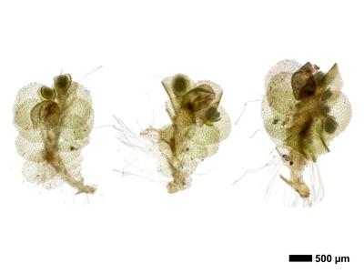 endogemma caespiticia 1 habitus perianth oberseite