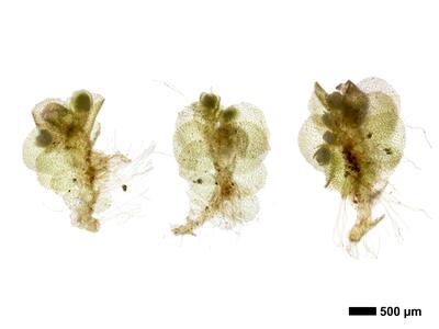 endogemma caespiticia 1 habitus perianth unterseite