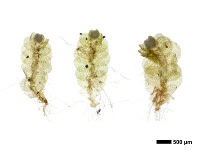 endogemma caespiticia 1 habitus unterseite