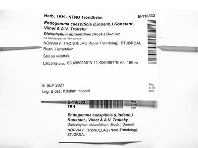 endogemma caespiticia 1 herbarbeleg