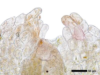 endogemma caespiticia 1 perianthmuendung