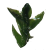 Fontinalaceae