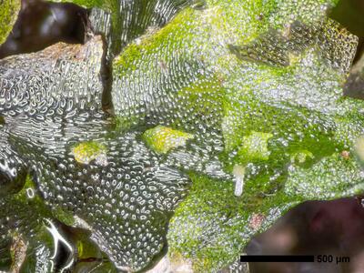 fossombronia foveolata frisch habitus hochblatt antheridien