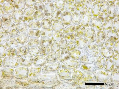geocalyx graveolens 1 flankenblatt blattbasis