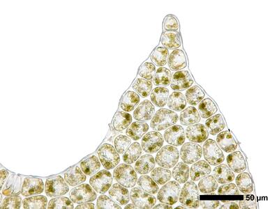 geocalyx graveolens 1 flankenblatt blattspitze