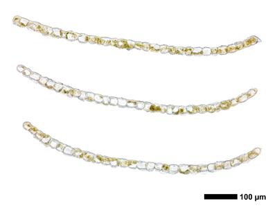 geocalyx graveolens 1 flankenblatt quer