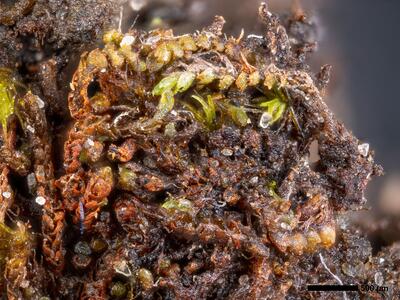 gymnomitrion adustum 1