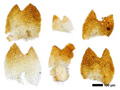 gymnomitrion adustum 1 flankenblatt