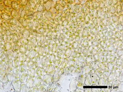 gymnomitrion adustum 1 flankenblatt blattmitte