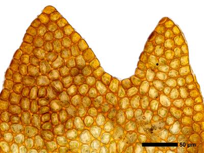 gymnomitrion adustum 1 flankenblatt blattspitze
