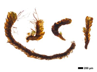 gymnomitrion adustum 1 habitus oberseite
