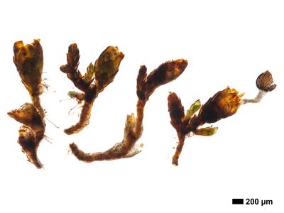 gymnomitrion adustum 1 habitus pseudoperianth oberseite