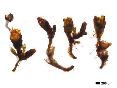 gymnomitrion adustum 1 habitus pseudoperianth unterseite