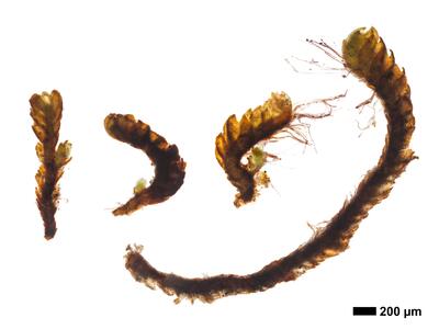 gymnomitrion adustum 1 habitus unterseite