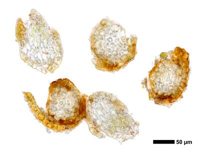 gymnomitrion adustum 1 staemmchen quer