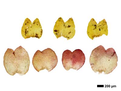 gymnomitrion alpinum 1 flankenblatt
