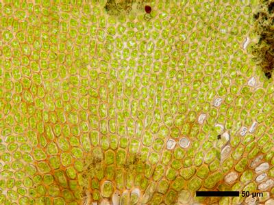 gymnomitrion alpinum 1 flankenblatt blattbasis