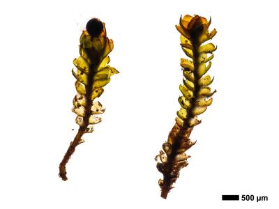 gymnomitrion alpinum 1 habitus oberseite