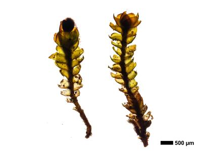 gymnomitrion alpinum 1 habitus unterseite
