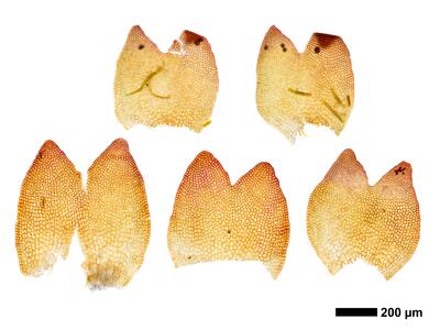 gymnomitrion brevissimum 1 flankenblatt