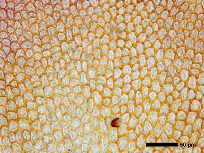 gymnomitrion brevissimum 1 flankenblatt blattmitte