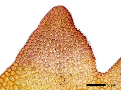 gymnomitrion brevissimum 1 flankenblatt blattspitze