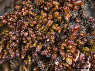 gymnomitrion brevissimum 1 habitus