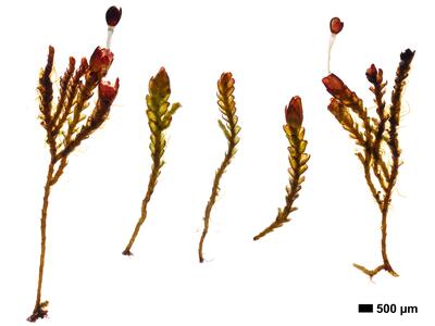 gymnomitrion brevissimum 1 habitus oberseite
