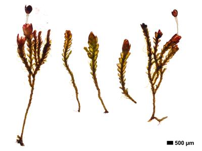 gymnomitrion brevissimum 1 habitus unterseite