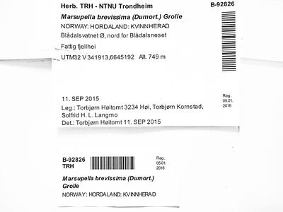 gymnomitrion brevissimum 1 herbarbeleg