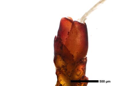 gymnomitrion brevissimum 1 perigynium