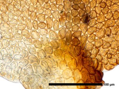 gymnomitrion commutatum 1 flankenblatt blattbasis