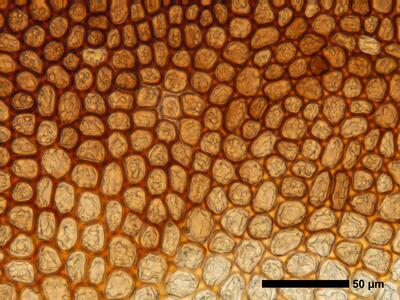 gymnomitrion commutatum 1 flankenblatt blattmitte