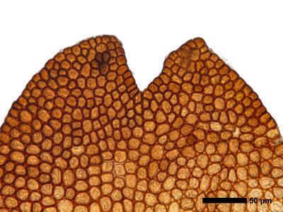 gymnomitrion commutatum 1 flankenblatt blattspitze