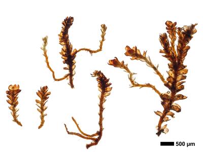 gymnomitrion commutatum 1 habitus oberseite