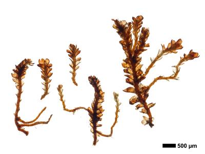 gymnomitrion commutatum 1 habitus unterseite