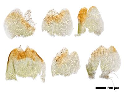 gymnomitrion concinnatum 1 flankenblatt