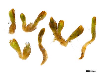 gymnomitrion concinnatum 1 habitus oberseite