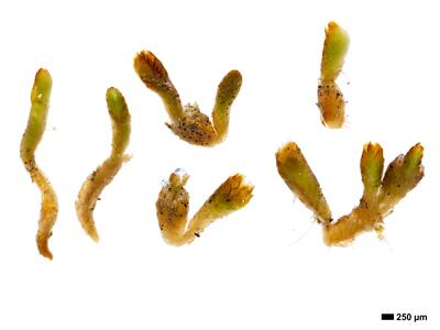 gymnomitrion concinnatum 1 habitus unterseite