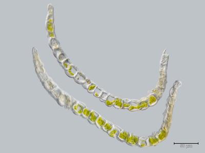 gymnomitrion concinnatum blatt quer