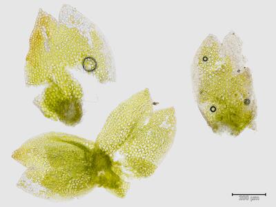 gymnomitrion concinnatum flankenblatt
