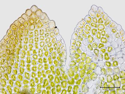 gymnomitrion concinnatum flankenblatt blattspitze