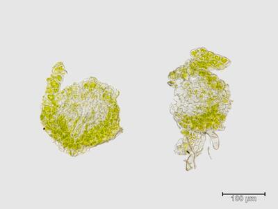 gymnomitrion concinnatum stamm quer